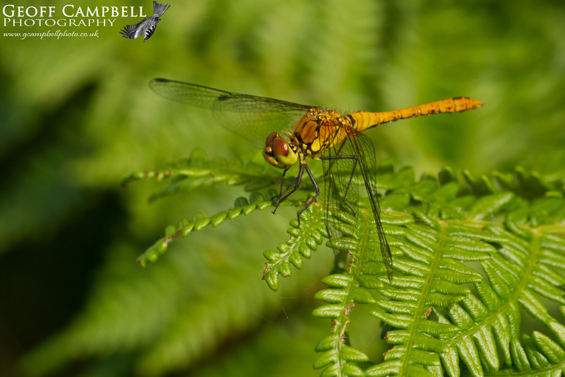 Ruddy Darter - Female (Sympetrum sanguineum)