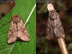 Rustic Shoulder-knot (Apamea sordens)