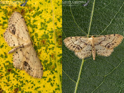 Single-dotted Wave (Idaea dimidiata)