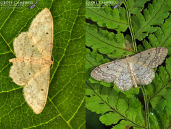 Small Fan-footed Wave (Idaea biselata)