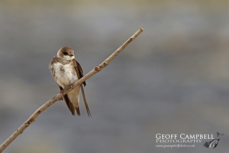 Sand Martin