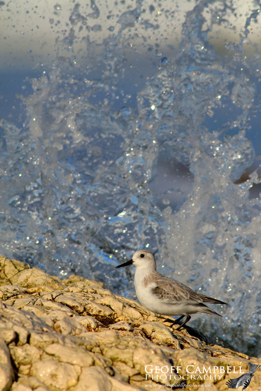 Sanderling