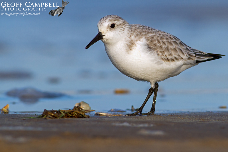 Sanderling