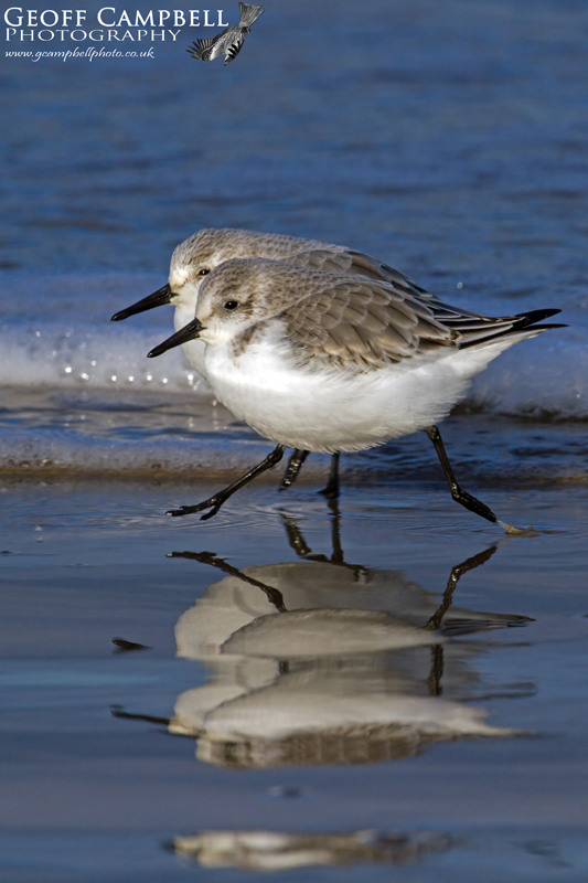 Running Sanderling