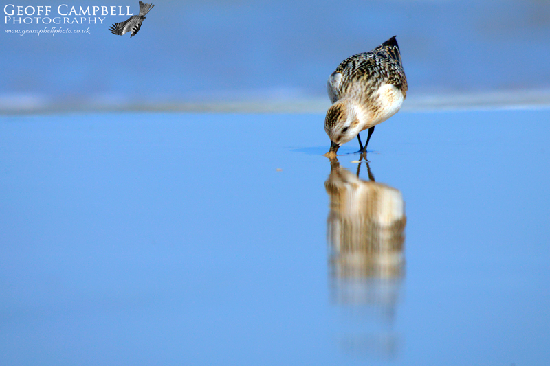 Sanderling Reflection