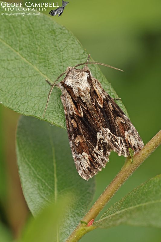 The Saxon (Hyppa rectilinea)