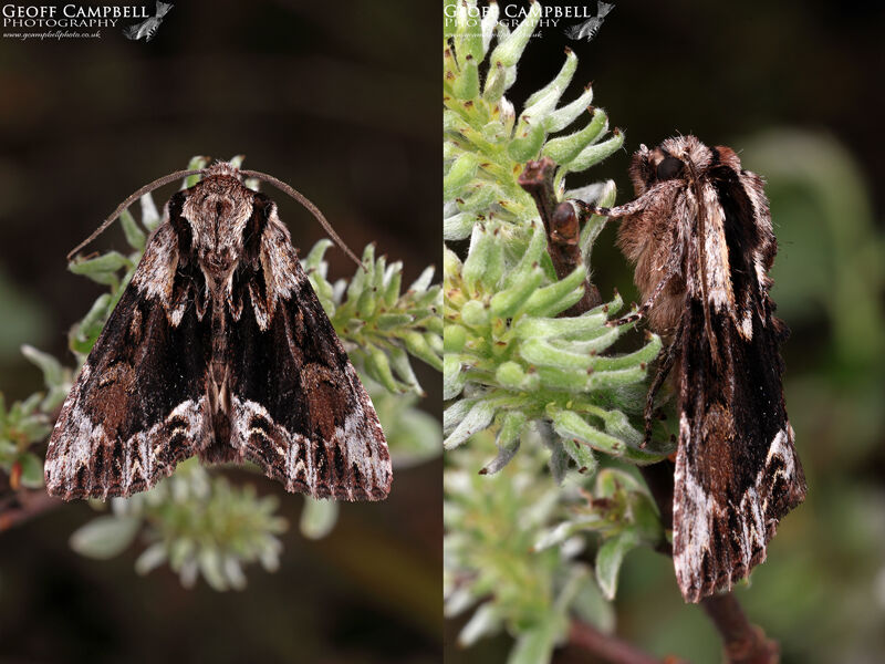 Saxon (Hyppa rectilinea)