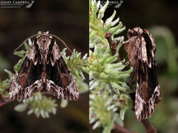 Noctuids 2 - Xyleninae