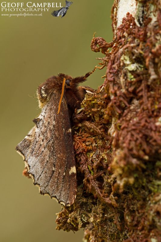 Scarce Prominent