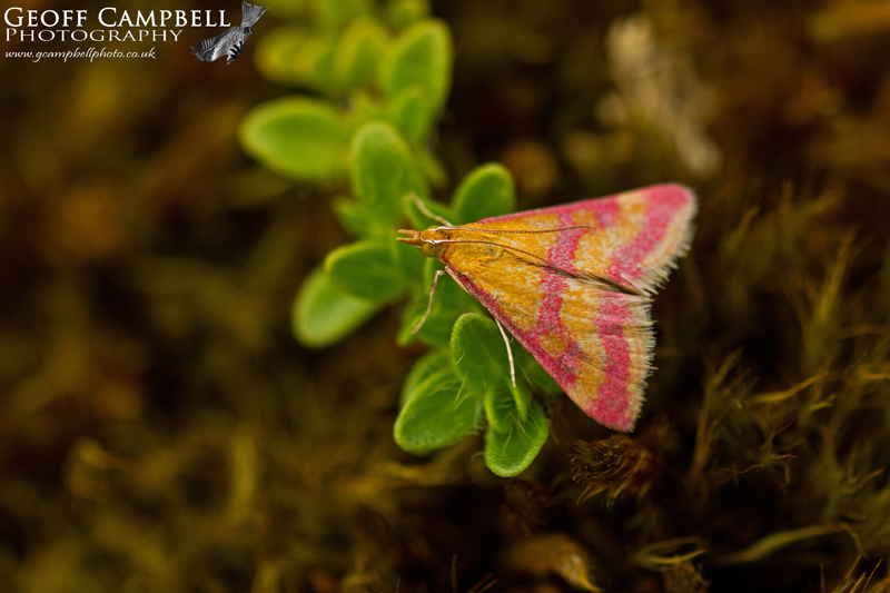 Scarce Crimson & Gold