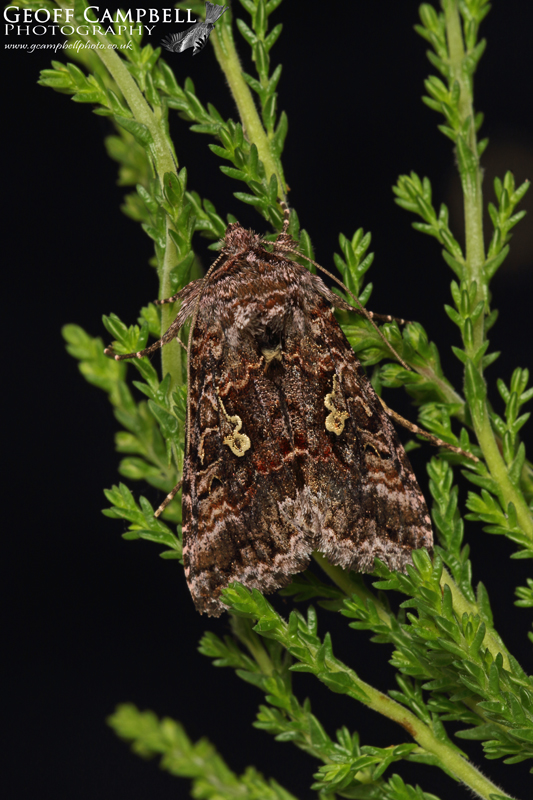 Scarce Silver Y