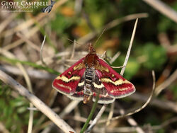 63.008 Pyrausta ostrinalis - Scare Purple&Gold