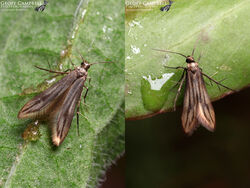 46 Schreckensteiniidae