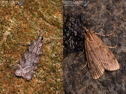 63.062 Scoparia subfusca - Large Grey