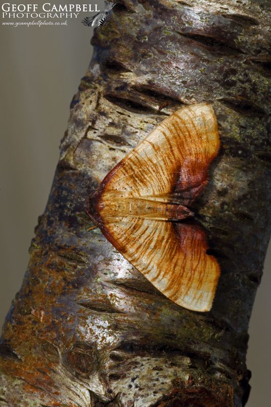 Scorched Wing