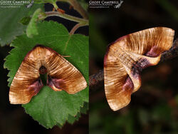 Scorched Wing (Plagodis dolabraria)