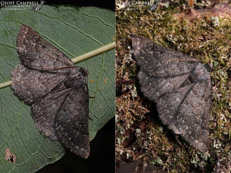 Scotch Annulet (Gnophos obfuscata)