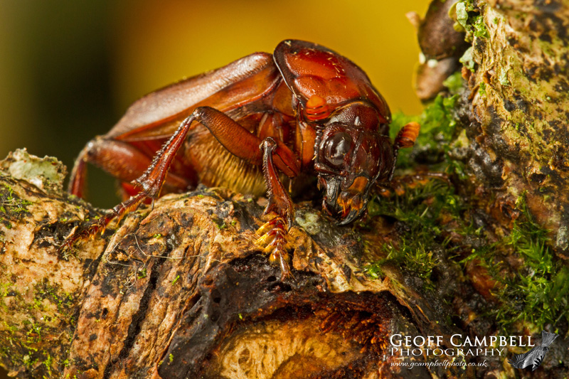 Sexton Beetle