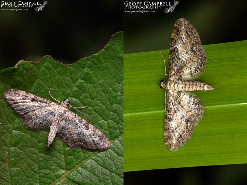 Shaded Pug (Eupithecia subumbrata)