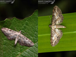 Shaded Pug (Eupithecia subumbrata)