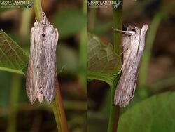 Shark (Cucullia umbratica)