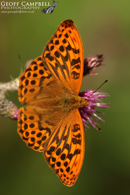 Silver-washed Fritillary