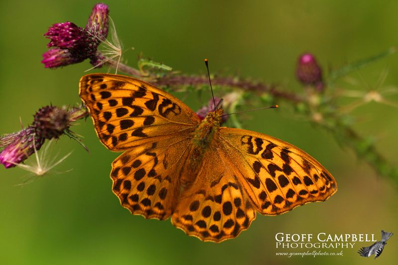 Silver-washed Fritillary