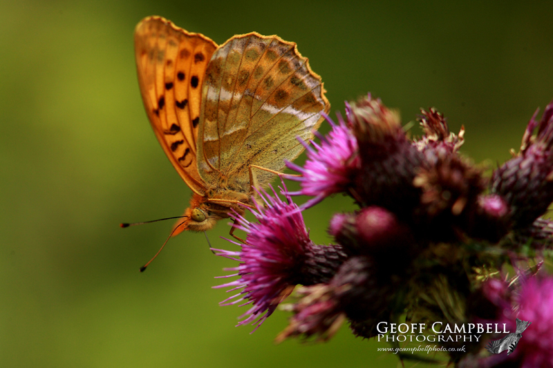 Silver-washed Fritillary
