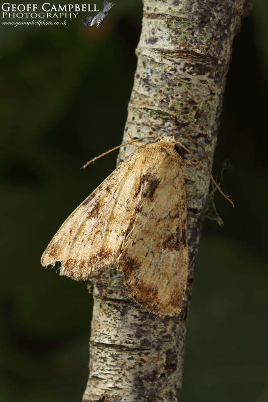 Slender Brindle