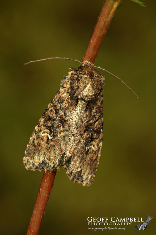 Small Clouded Brindle