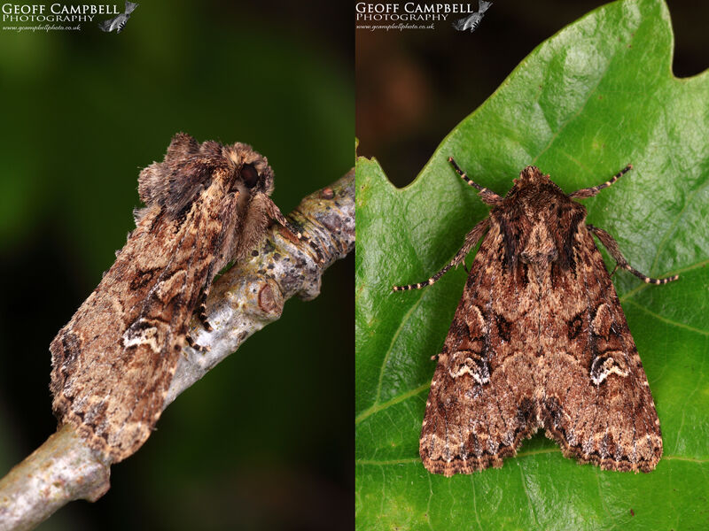 Small Clouded Brindle (Apamea unanimis)