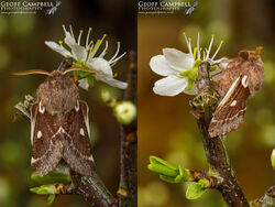 Small Eggar (Eriogaster lanestris)