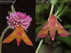 Small Elephant Hawk-moth (Deilephila porcellus)