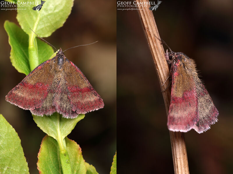 Small Purple-barred (Phytometra viridaria)