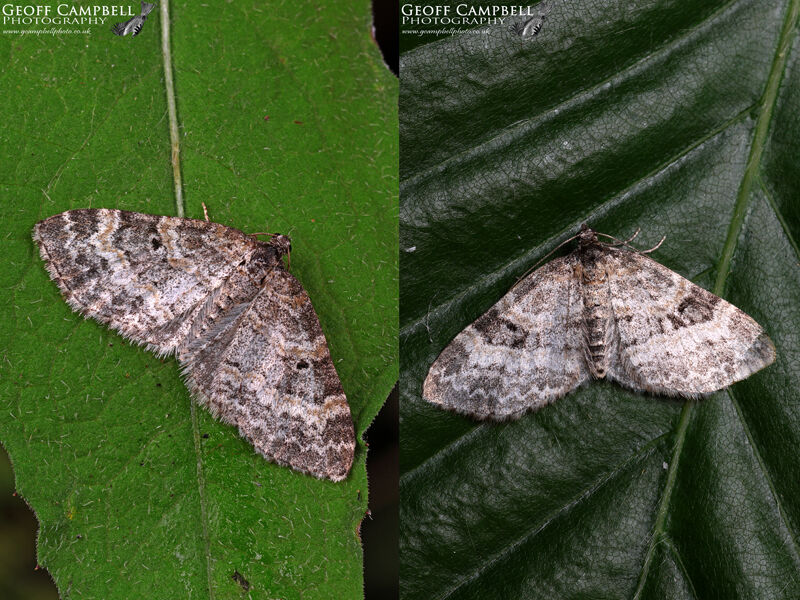 Small Seraphim (Pterapherapteryx sexalata)