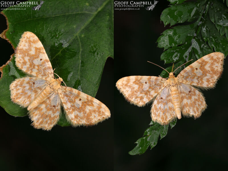 Small Yellow Wave (Hydrelia flammeolaria)