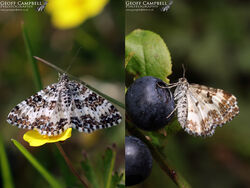 Small Argent & Sable (Epirrhoe tristata)