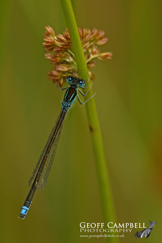 Scarce Blue-tailed Damselfly/Small Bluetip (Ischnura pumilio)