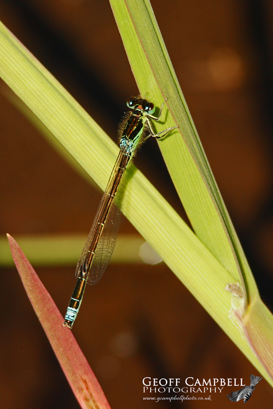 Scarce Blue-tailed Damselfly/Small Bluetip (Ischnura pumilio)
