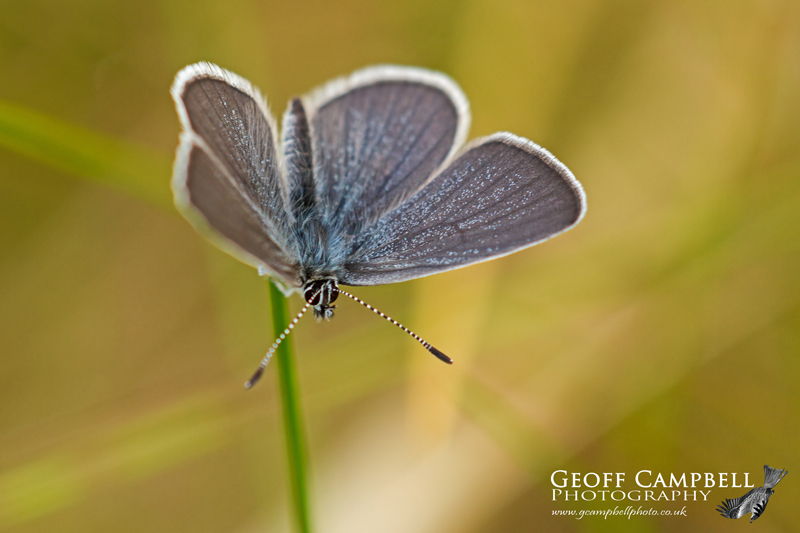 Small Blue