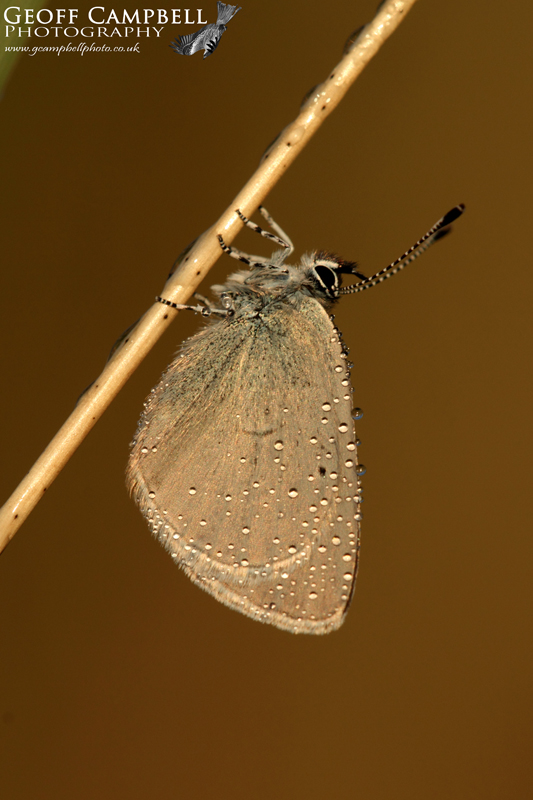 Small Blue at Sunrise