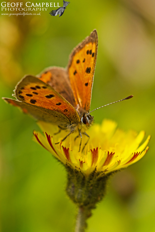 Small Copper