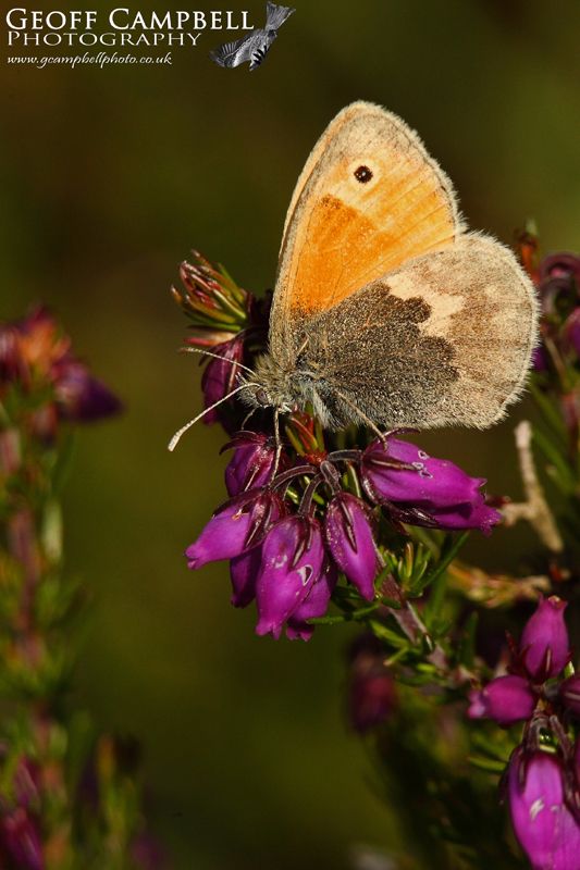 Small Heath