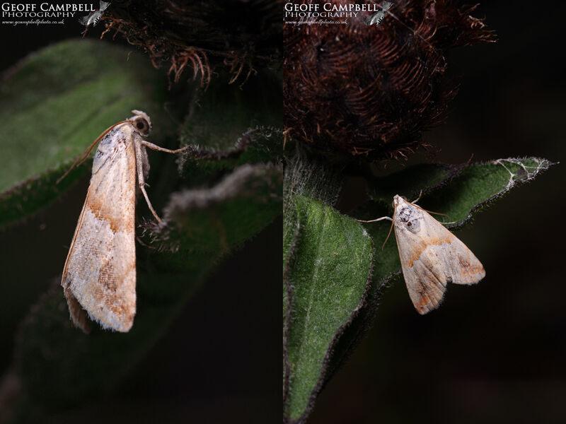 Small Marbled (Eublemma parva)