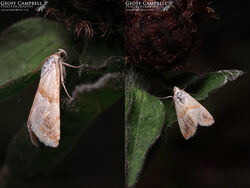 Small Marbled (Eublemma parva)