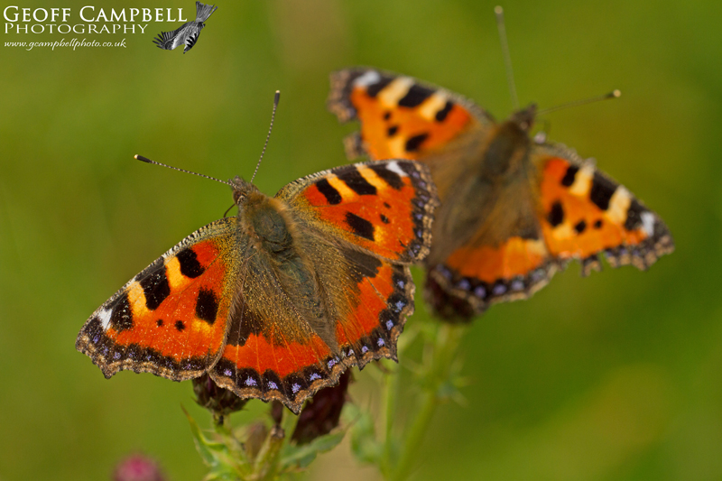 Small Tortoiseshells