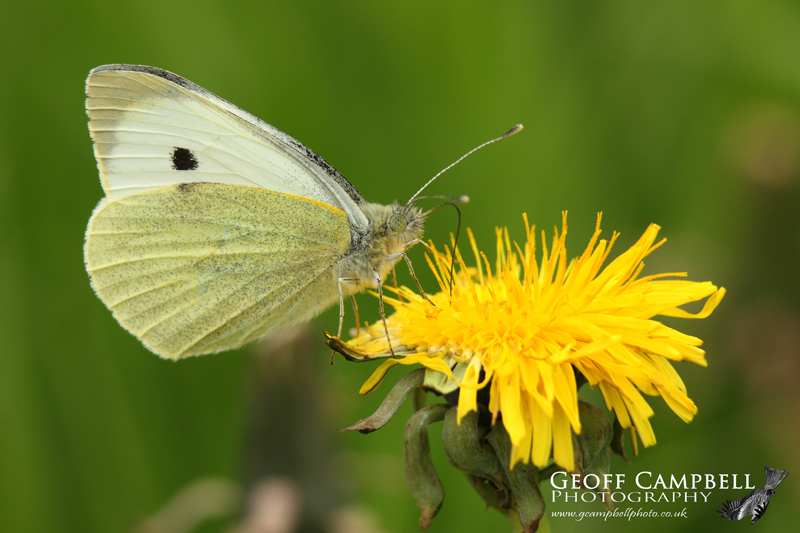 Small White