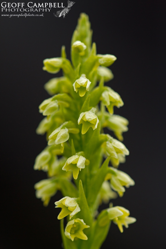 Small White Orchid