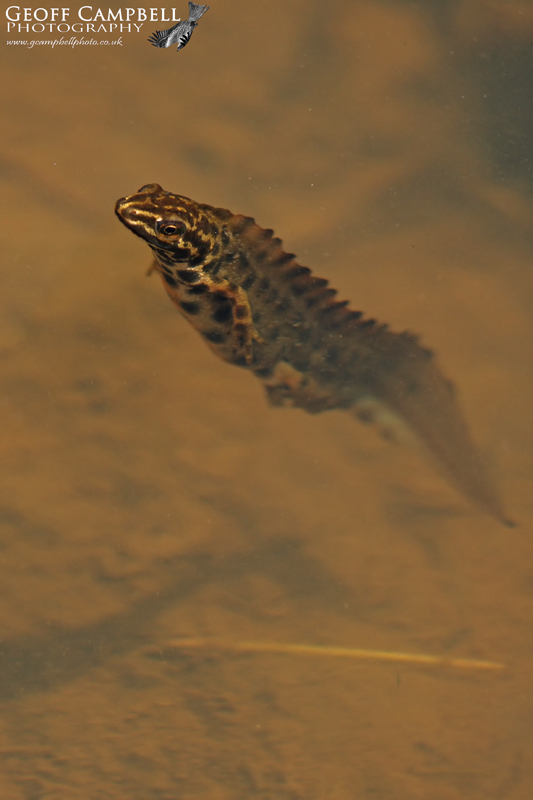 Smooth Newt