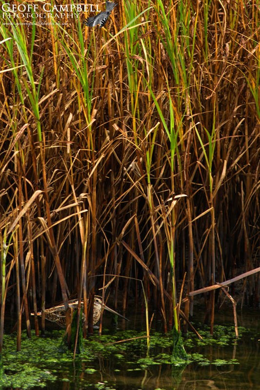 Snipe